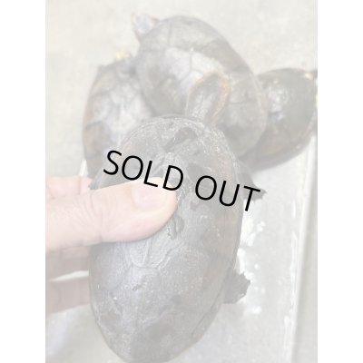 画像3: ハナナガドロガメ　アダルト雌