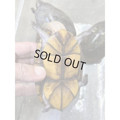 画像4: ハナナガドロガメ　アダルト雌