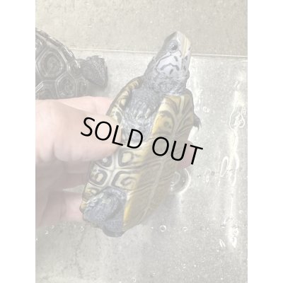 画像6: ダイヤモンドバックテラピン　カロリナコンセントリック雄