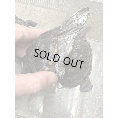 画像3: ダイヤモンドバックテラピン　カロリナコンセントリック雄