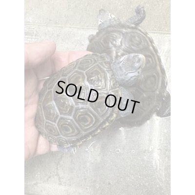 画像5: ダイヤモンドバックテラピン　カロリナコンセントリック雄