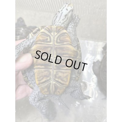 画像4: ダイヤモンドバックテラピン　カロリナコンセントリック雄