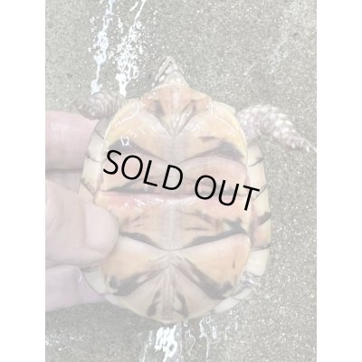 画像6: ミツユビハコガメ2022国内CB