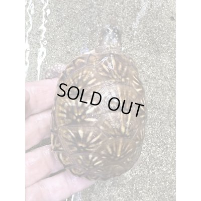 画像5: ミツユビハコガメ2022国内CB