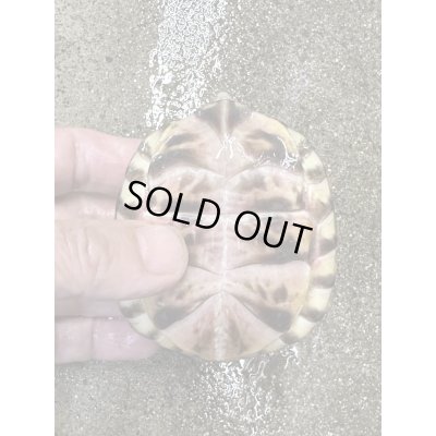 画像3: ミツユビハコガメ2022国内CB