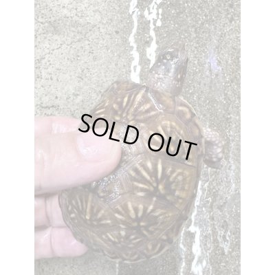 画像4: ミツユビハコガメ2022国内CB