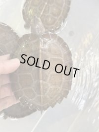 オオヤマガメ10cm前後
