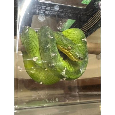 画像4: エメラルドツリーボア　ガイアナ(ペアOK)