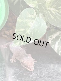 オオバクチヤモリ