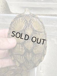 カブトニオイガメ　雄