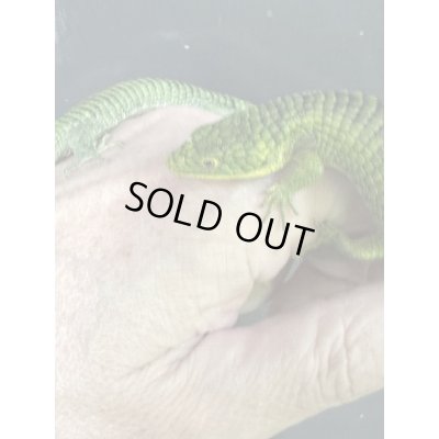 画像5: アブロニアグラミニア 雌