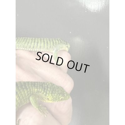 画像6: アブロニアグラミニア 雌