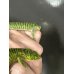 画像6: アブロニアグラミニア 雄