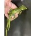 画像2: アブロニアグラミニア 雄 (2)