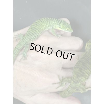 画像7: アブロニアグラミニア 雌