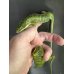 画像3: アブロニアグラミニア 雄