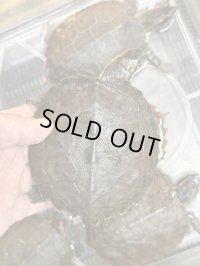ムツイタガメ　安心サイズ