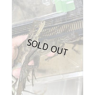 画像1: セレベンシスホカケトカゲ　安心サイズ