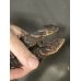 画像1: アカメコブトカゲ雌(サンマルティンコブトカゲ)、(ペア¥130.000-)(トリオ¥180.000-) (1)