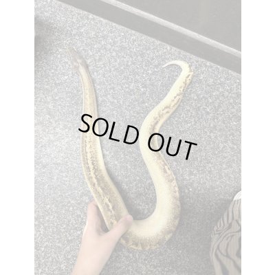 画像1: マラヤンプラッドパイソン　アイボリー雄