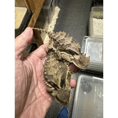 画像3: コリーマオオツノトカゲ雄(ペア割り有ります)