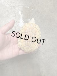 ニシクイガメ アルビノ 雄