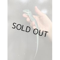 アブロニア グラミニア 国内CB