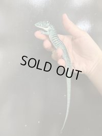 アブロニア グラミニア 国内CB