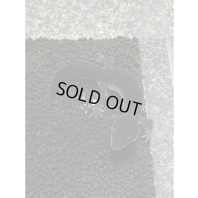 画像2: レオパードゲッコー ブラックナイト（フェリーライン） フルブラック