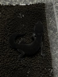 レオパードゲッコー ブラックナイト（フェリーライン） フルブラック