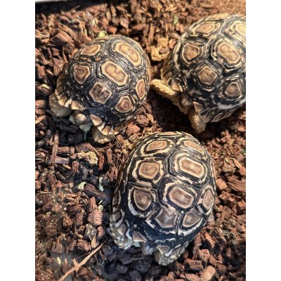 画像2: ヒョウモンリクガメ ザンビアFH