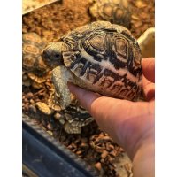 ヒョウモンリクガメ ザンビアFH
