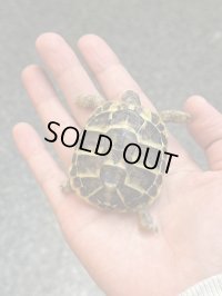 ニシヘルマンリクガメ　マヨルカ　国内CB