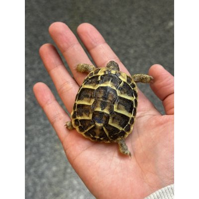画像1: ニシヘルマンリクガメ　マヨルカ　国内CB
