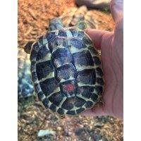 ニシヘルマンリクガメ　トスカーナ　EUCB