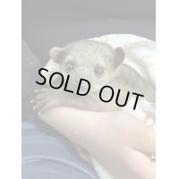 キンカジュー　雄　2024/12/19産まれterra繁殖