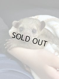キンカジュー　雄　2024/12/19産まれterra繁殖