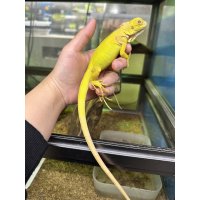 グリーンイグアナ アルビノ CB