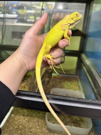 グリーンイグアナ アルビノ CB