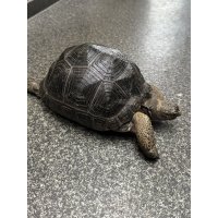 アルダブラゾウガメ モーリシャス