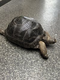 アルダブラゾウガメ モーリシャス