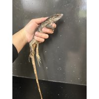 ブルーペクティナータイグアナ CB