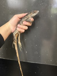 ブルーペクティナータイグアナ CB