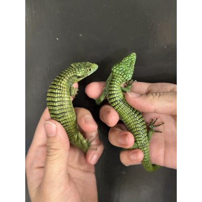 画像2: アブロニア  グラミニア雄