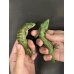 画像2: アブロニア  グラミニア雄 (2)