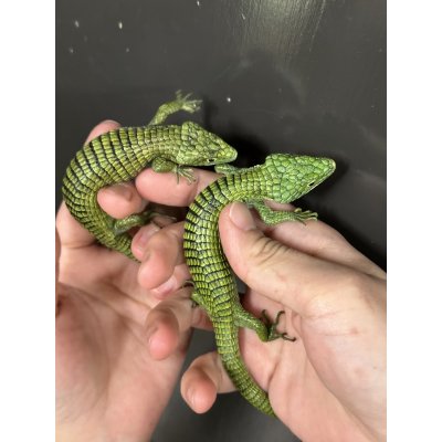 画像3: アブロニア  グラミニア雄