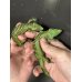 画像3: アブロニア  グラミニア雄 (3)