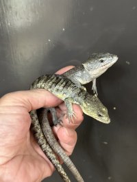 アブロニア  リトルチア雌(ペア割アリ)