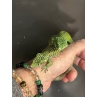 アブロニア  グラミニア雄