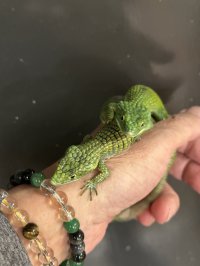 アブロニア  グラミニア雄